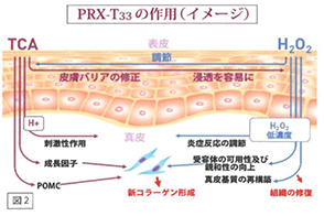 PRX-T33の作用（イメージ）
